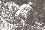 The Tropical Soda Apple, and Using Sheep to Clear Brush